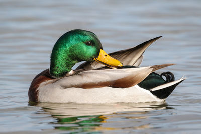 Close-up of a duck in a lake