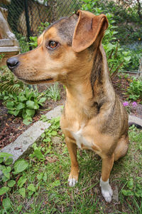 Close-up of dog outdoors