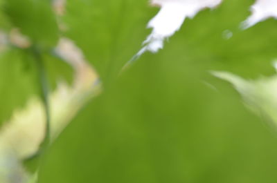 Close up of fresh green leaf