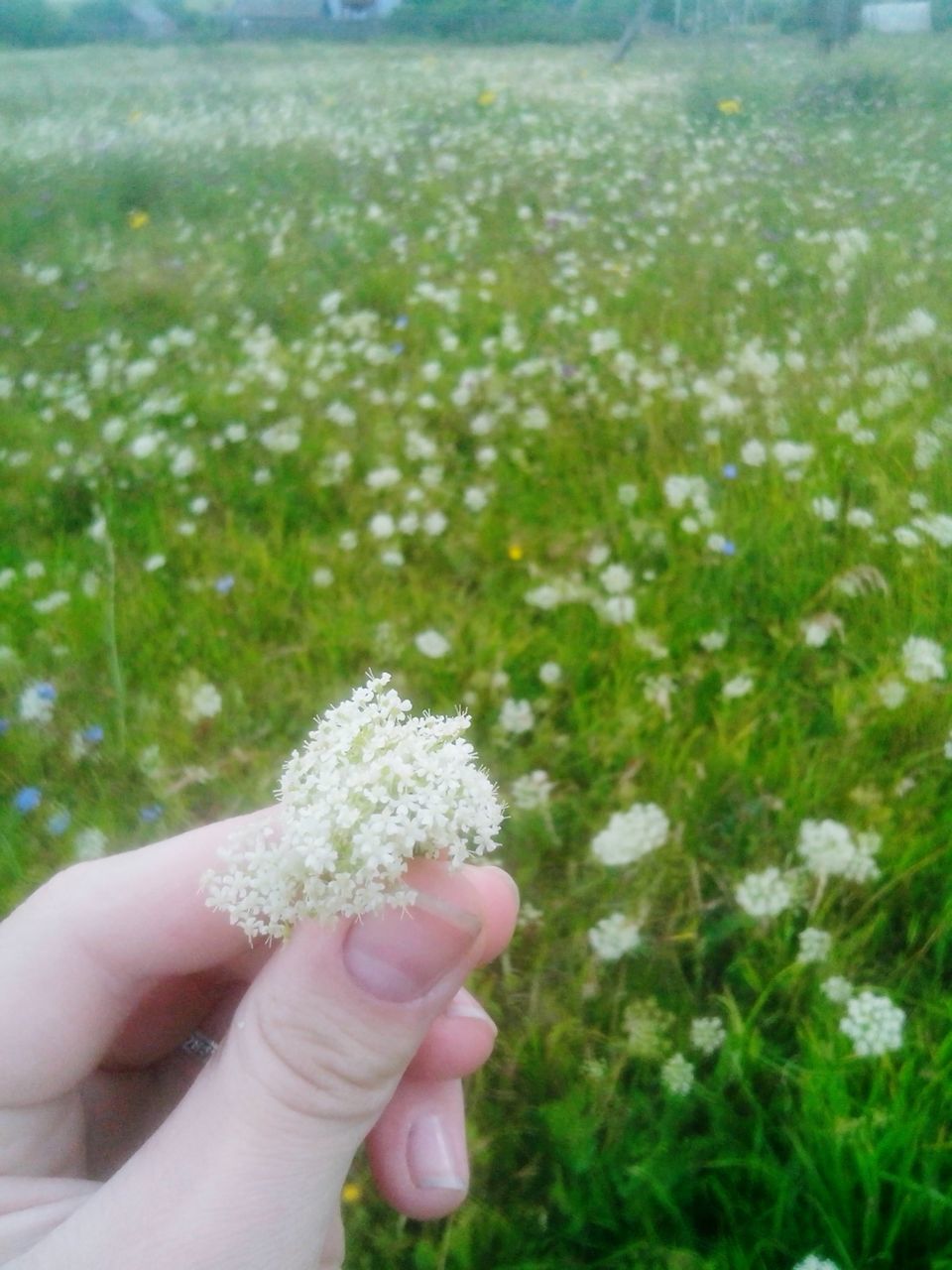 person, holding, freshness, flower, part of, cropped, human finger, fragility, unrecognizable person, personal perspective, focus on foreground, close-up, flower head, white color, dandelion, field, nature