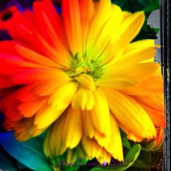 Close-up of yellow flower