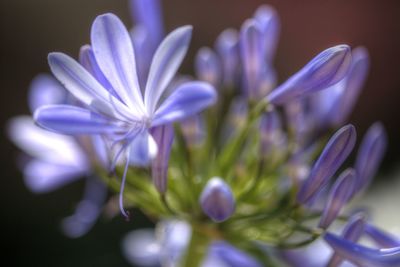 Close-up of purple crocus flowers