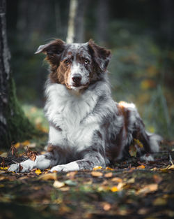 Portrait of australian shepherd on field