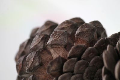 Close-up of pine cone against white background