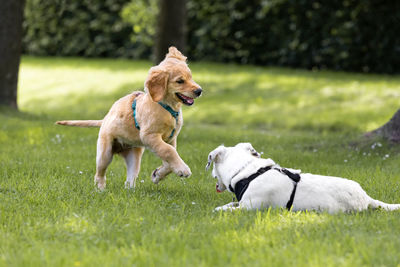 Dog running with ball on grass