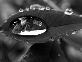 Close-up of water drops on leaf