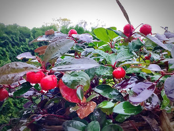 Close-up of red berries growing on tree