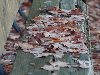 Close-up of dry maple leaves on tree trunk