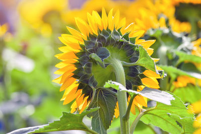 Close-up of yellow flowering plant