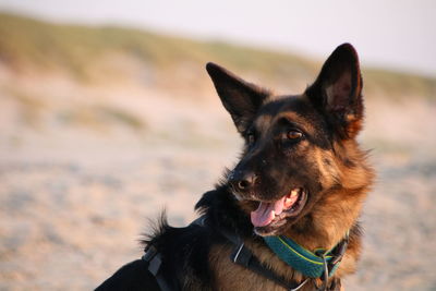 Portrait of a dog looking away