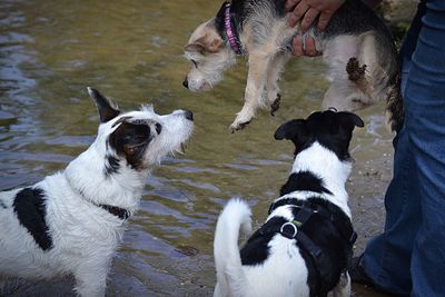 High angle view of dogs standing in water