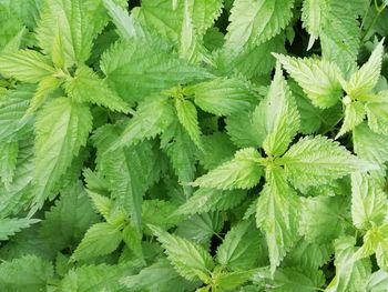 Full frame shot of green leaves