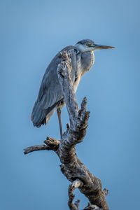 Low angle view of bird perching on tree against clear blue sky