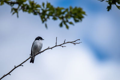 Low angle view of bird perching on branch