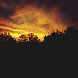 Silhouette of trees at sunset