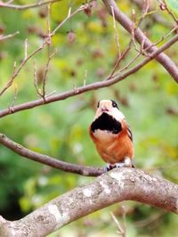 Close-up of bird perching on branch