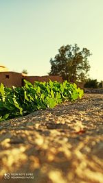 Close-up of plants on field against clear sky