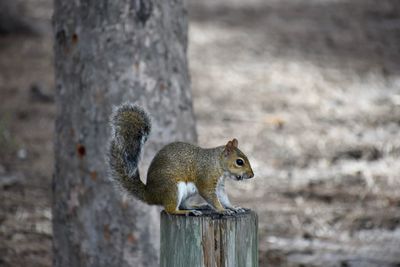 Squirrel on anna maria island, fla