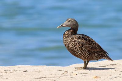 Eider duck on the north sea island of helgoland