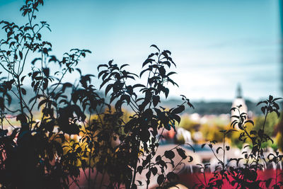 Low angle view of flowering plants against sky