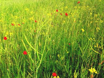 Red poppy flowers in field