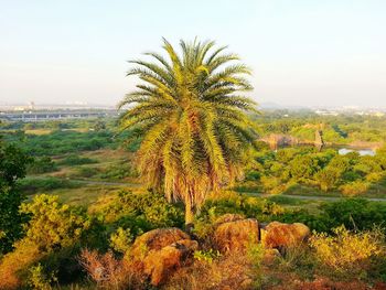 Palm tree and other trees on field against clear sky .