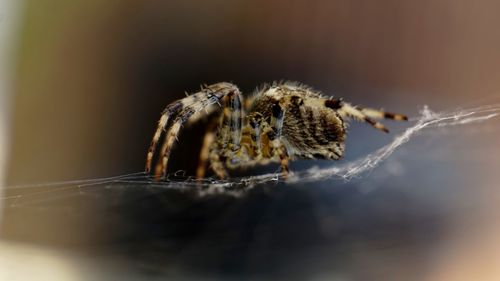 Close-up of spider