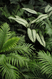 Selective focus on the leaf of tree with defocused background of plantation of tree.