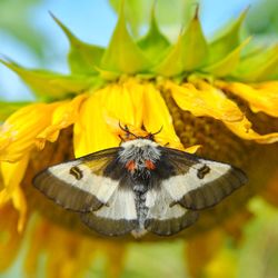 Close-up of bee pollinating on yellow flower