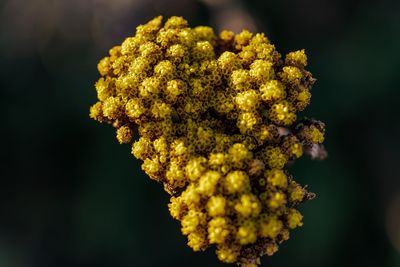 Close-up of yellow flowering plant