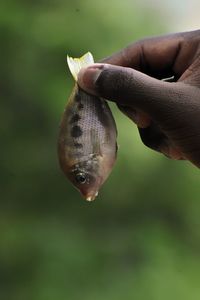 Close-up of hand holding leaf