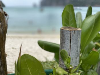 Close-up of plant on wooden post