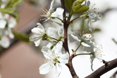 Close-up of white cherry blossoms in spring