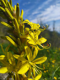 Close-up of yellow flowering plant