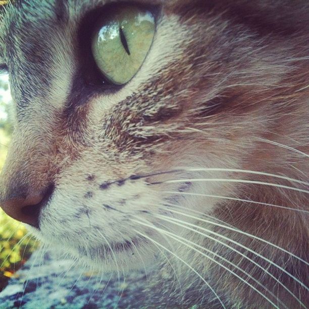 domestic cat, cat, one animal, domestic animals, pets, mammal, close-up, feline, animal themes, whisker, indoors, animal head, animal body part, part of, animal eye, selective focus, focus on foreground, no people, looking away, animal hair