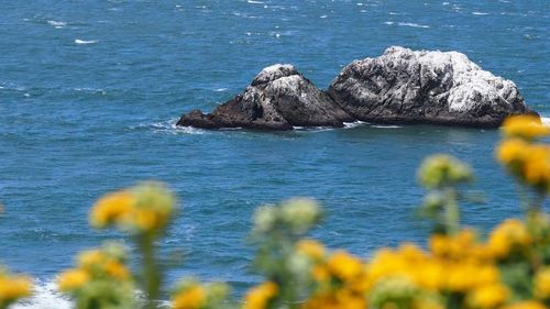 Yellow flowers in sea