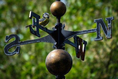 Weather vane with blue tit
