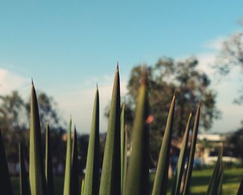 Close-up of plants against sky