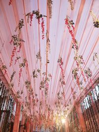 Low angle view of pink flowering plants hanging from ceiling