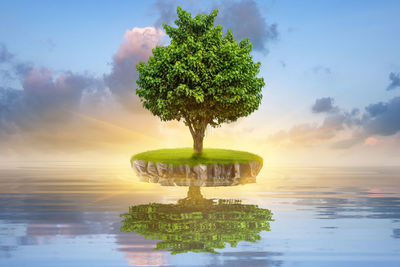 Tree by plants against sky during sunset