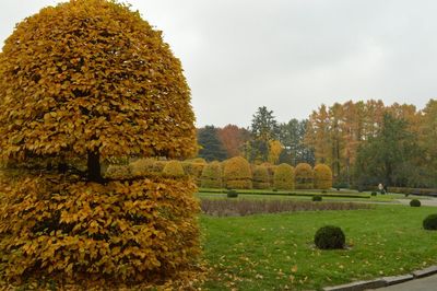 Trees on field against sky