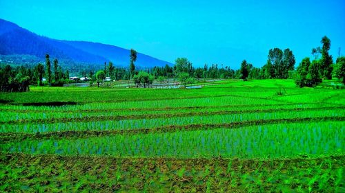 Scenic view of field against clear blue sky