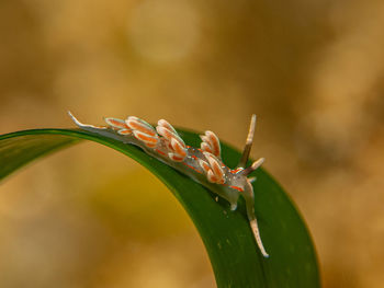 Close-up of insect on plant