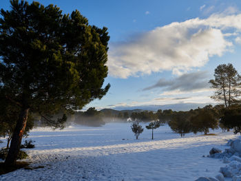 Trees on snow covered land against sky