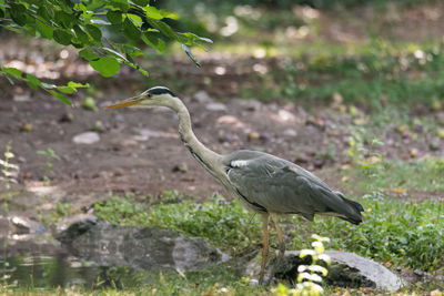 High angle view of gray heron on land