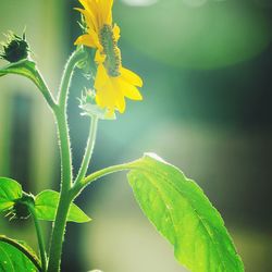 Close-up of yellow flowering plant