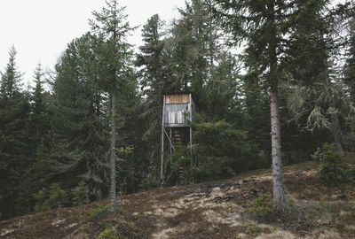 Trees in forest