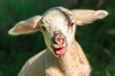 Close-up portrait of a sheep 