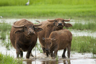 Sheep standing in lake