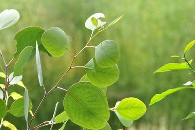 Close-up of fresh green leaves